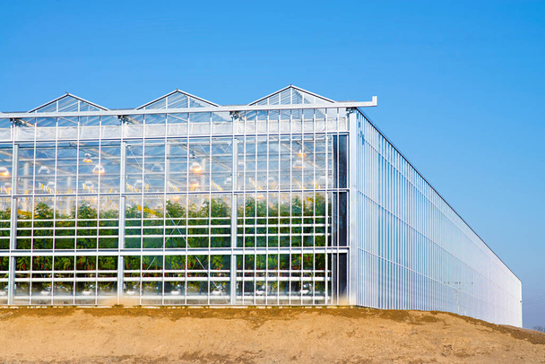 トマト栽培のための新しい工業用温室に関する正面と側面の見解。Czech Republic -. - 写真・画像