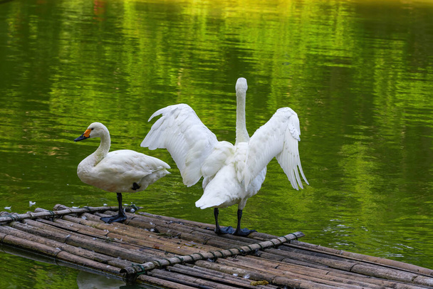 Primer plano de dos cisnes blancos jugando en el estanque - Foto, imagen