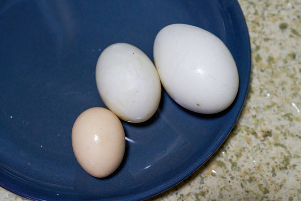 oeuf. Des œufs de canard. Gros plan sur la comparaison de la taille des oeufs d'oie - Photo, image