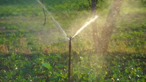 Vue extase de l'arroseur automatique d'eau, arrosage dans un paysage vert avec de petites gouttes d'eau. Vue moderne du système d'irrigation avec fontaine de pulvérisation attrayante. - Séquence, vidéo