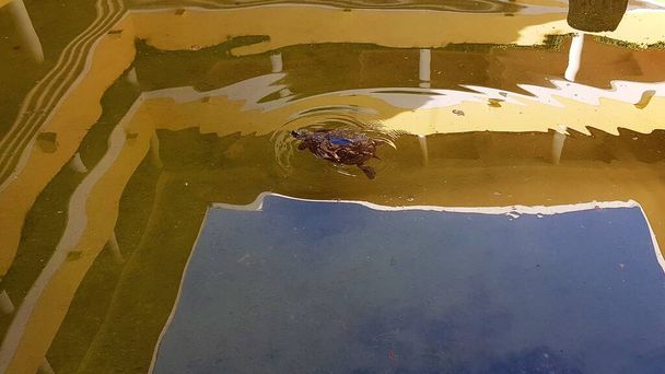 Черепахи в ставку готелю в Пунта Кана. - Фото, зображення