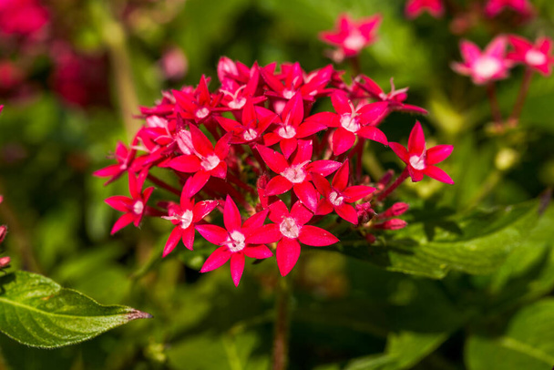 Close-up of a blooming small red wild flower - Photo, Image