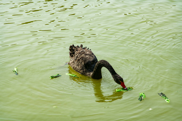 Close up of a black swan foraging in a pond - Fotoğraf, Görsel