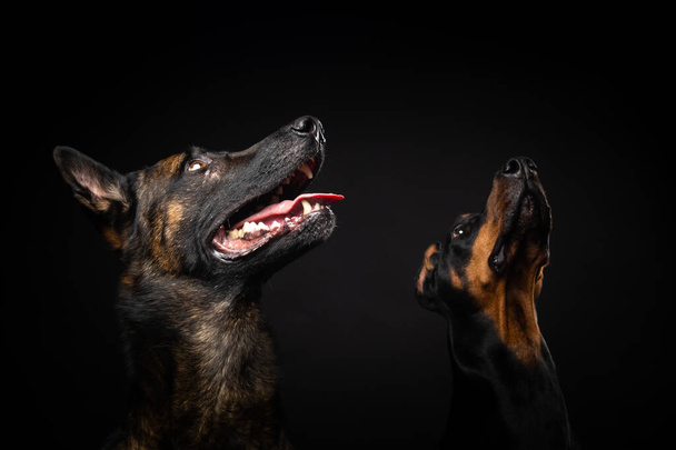 Porträt eines belgischen Schäferhundes und eines Dobermanns auf einem isolierten schwarzen Hintergrund. Studioaufnahme, Nahaufnahme. - Foto, Bild