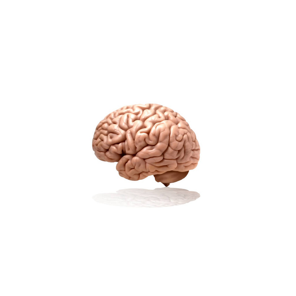 3D ilustrace lidského mozku  - Fotografie, Obrázek