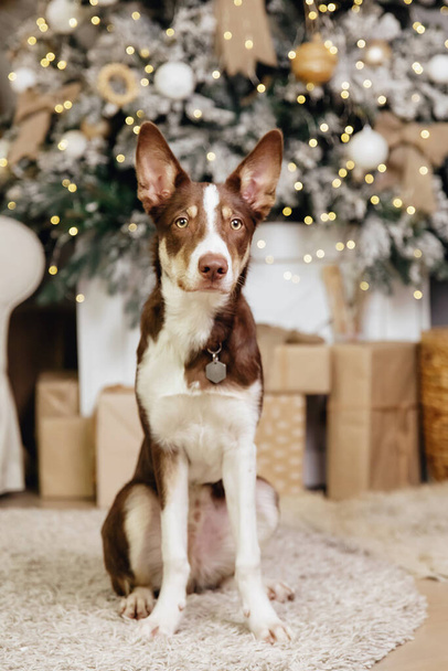 Border collie dog posing at the Christmas decoration. - Photo, image