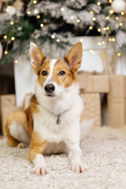 Happy New Year, Christmas holidays and celebration, Dog (pet)  in the room near the Christmas tree.  - Fotoğraf, Görsel