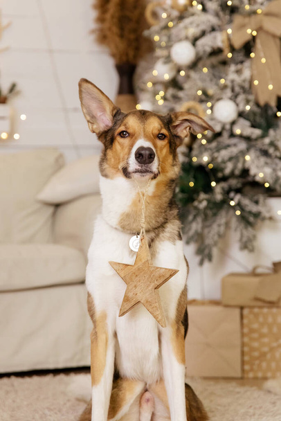 Happy New Year, Christmas holidays and celebration, Dog (pet)  in the room near the Christmas tree.  - Zdjęcie, obraz