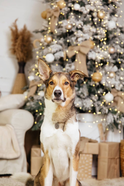 Happy New Year, Christmas holidays and celebration, Dog (pet)  in the room near the Christmas tree.  - Foto, afbeelding
