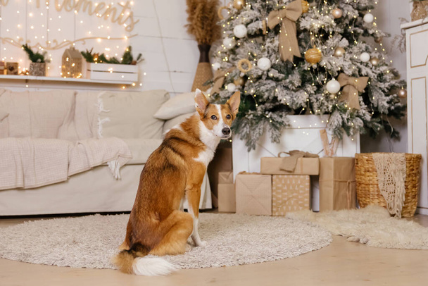 Happy New Year, Christmas holidays and celebration, Dog (pet)  in the room near the Christmas tree.  - Zdjęcie, obraz
