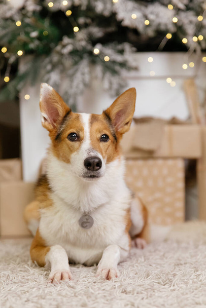 Happy New Year, Christmas holidays and celebration, Dog (pet)  in the room near the Christmas tree.  - Fotografie, Obrázek