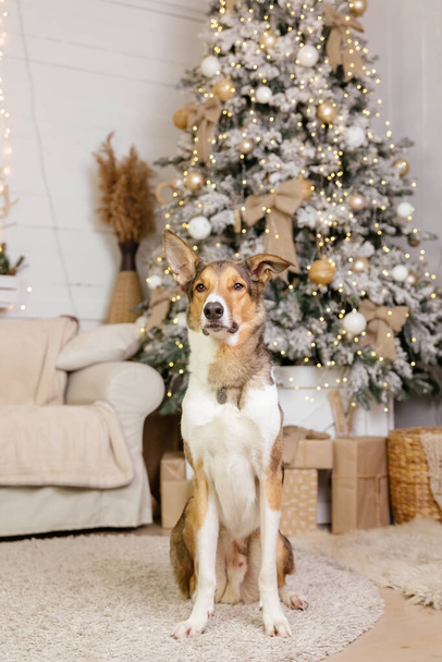 Happy New Year, Christmas holidays and celebration, Dog (pet)  in the room near the Christmas tree.  - Foto, imagen