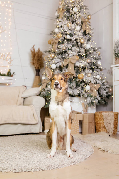 Happy New Year, Christmas holidays and celebration, Dog (pet)  in the room near the Christmas tree.  - Foto, Bild