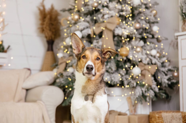 Happy New Year, Christmas holidays and celebration, Dog (pet)  in the room near the Christmas tree.  - Photo, image