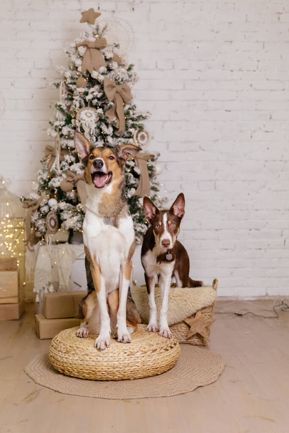 Border collie dog posing at the Christmas decoration. - Фото, изображение