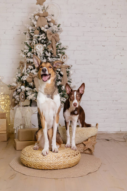 Border collie dog posing at the Christmas decoration. - Fotoğraf, Görsel