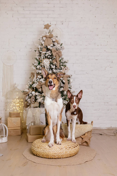 Border collie dog posing at the Christmas decoration. - Fotoğraf, Görsel