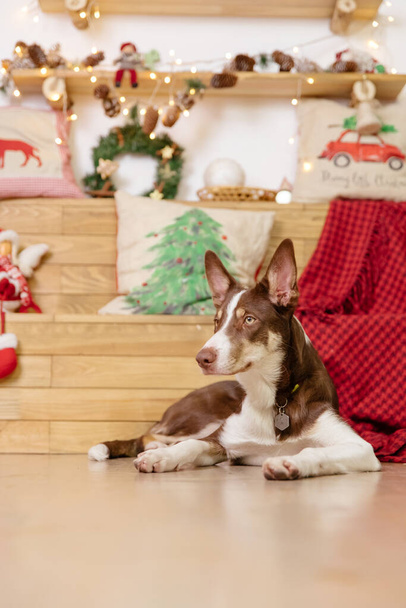 Border collie dog posing at the Christmas decoration. - Valokuva, kuva