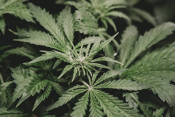 Cannabis leaf legalization medical pot CBD. Green hemp background. - Photo, Image