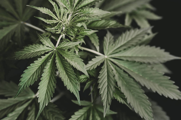 Каннабис и марихуана каннабидол. Легализация листьев конопли медицинский банк CBD. - Фото, изображение