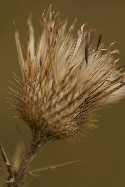 Close up vista de um cardo de lança selvagem seco Cirsium Vulgare flor. Foto de alta qualidade - Foto, Imagem
