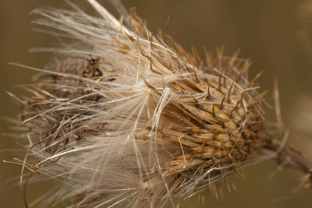 Close up view of a dried wild spear thistle Cirsium Vulgare flower. High quality photo - Photo, Image