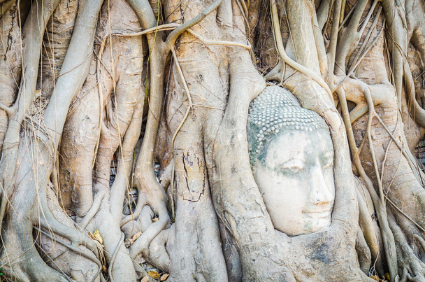 Estatua de la cabeza de Buda bajo el árbol de raíz en Ayutthaya Tailandia
 - Foto, Imagen