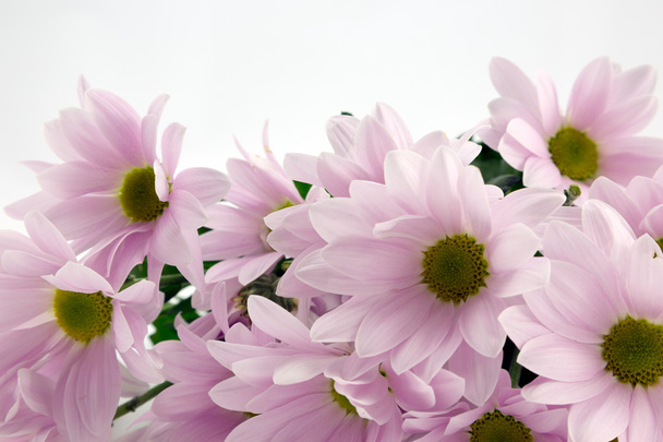 Crisantemos rosados
 - Foto, Imagen