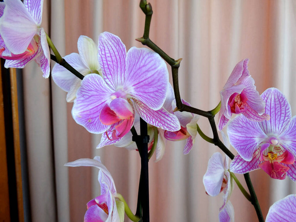 Orchid flowers over pink background - Photo, Image