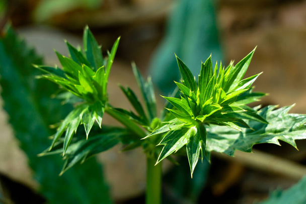 Coriandolo messicano o pianta di Eryngium foetidum, medicina tradizionale - Foto, immagini