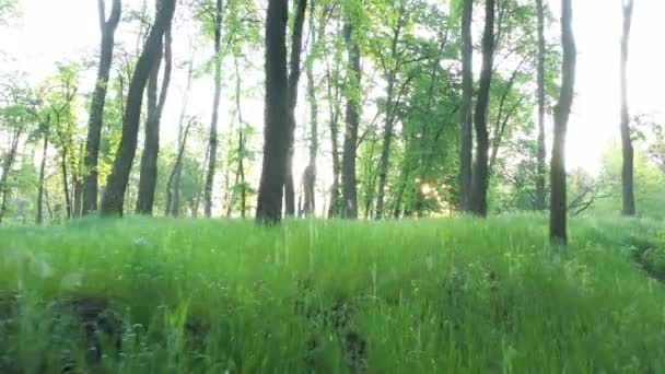 Junges saftig grünes Gras im Morgengrauen im Park. - Filmmaterial, Video