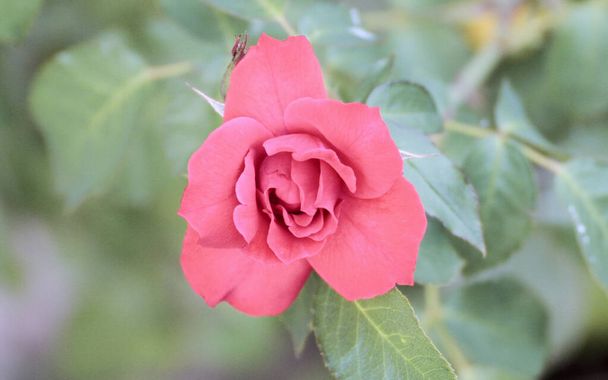  Vista de perto de uma bela rosa vermelha. Foto de alta qualidade - Foto, Imagem