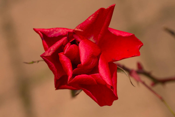  Vista de perto de uma bela rosa vermelha sobre um fundo borrado. Foto de alta qualidade - Foto, Imagem