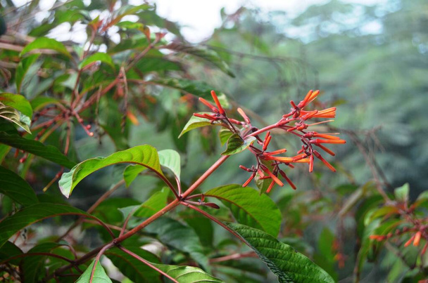 Kukkivat eksoottiset Hamelia patentit (Firebush, kolibri pensas, Scarletbush), kasvisto Arabiemiirikunnissa. - Valokuva, kuva