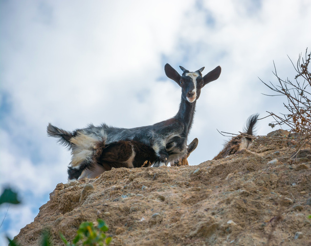 Goats in the mountains - Photo, Image