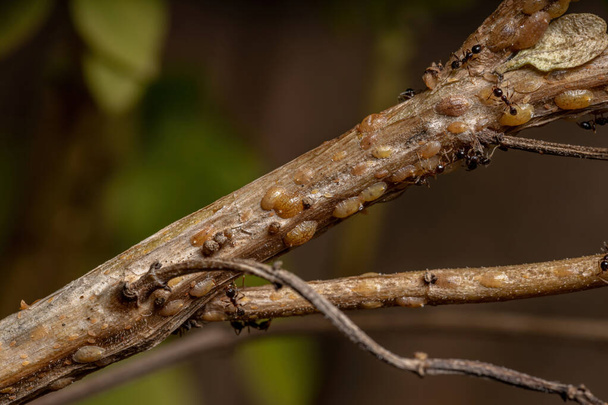 Großköpfige Ameisen der Gattung Pheidole in Symbiose mit Schildkrötenschuppen Insekten der Familie Coccidae auf einem Zweig Basilikum der Art Ocimum basilicum - Foto, Bild
