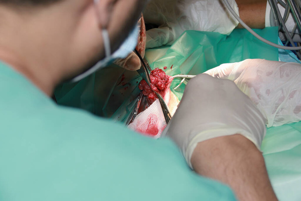 獣医外科医は、ラブラドール退職子犬の尾の下から腫瘍を削除します - 写真・画像