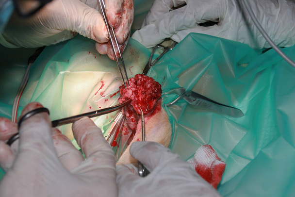 獣医外科医は、ラブラドール退職子犬の尾の下から腫瘍を削除します - 写真・画像