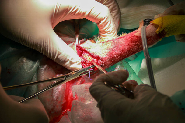 Ένας κτηνίατρος χειρουργός αφαιρεί έναν όγκο κάτω από την ουρά ενός κουταβιού Labrador Retiever - Φωτογραφία, εικόνα