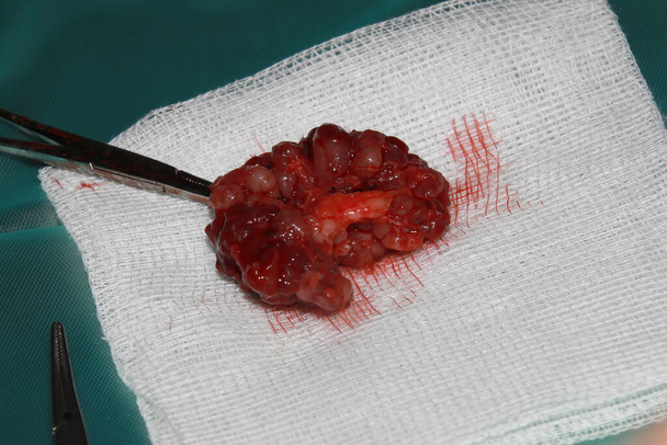 Un vétérinaire enlève une tumeur sous la queue d'un chiot Labrador Retiever - Photo, image