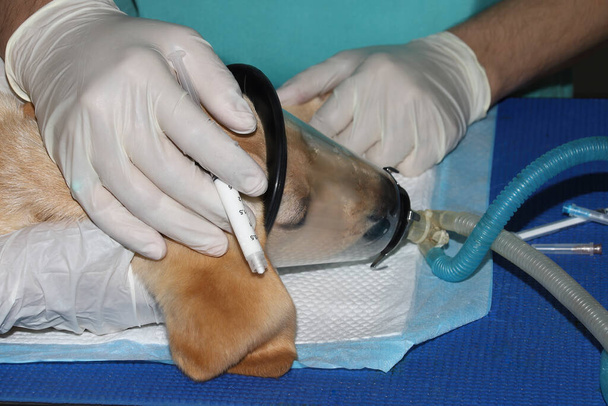 Un cachorro Golden Labrador Retiever recibe anestesia de un veterinario antes de la cirugía - Foto, imagen