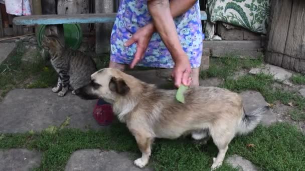 Alte Frau kämmt Fellhaare eines älteren Hundes im Hinterhof. Authentische ländliche Szene - Filmmaterial, Video