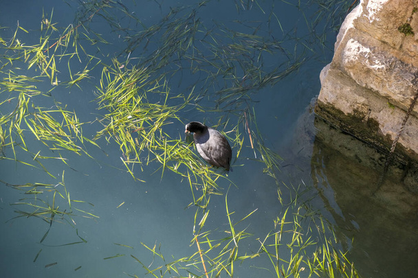 Canard colvert nage dans le lac garda en sirmione. Photo de haute qualité - Photo, image