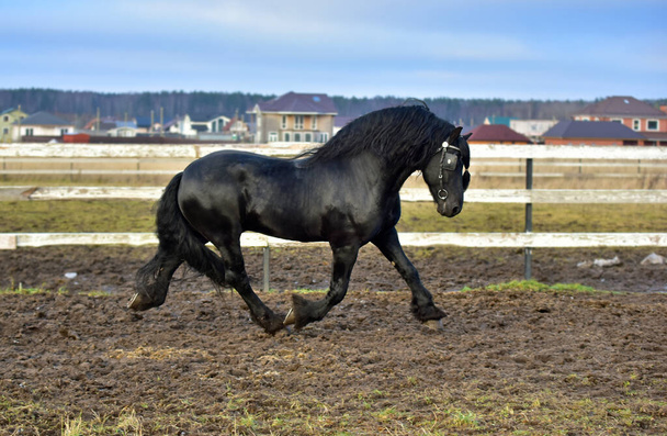 Фризская лошадь скачет по полям - Фото, изображение