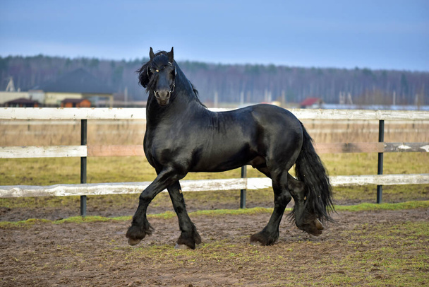 Фризская лошадь скачет по полям - Фото, изображение