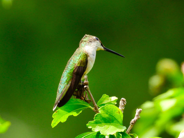 Ruby-Throated Hummingbird Perched on a Tree Branch with Head Tilted to Other Side Looking Up with One Eye and Narrow Skinny Beak Out - a Series - Photo, Image