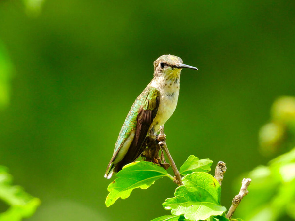 Молодий колібрі з Рубі-Тхербай (англ. Ruby-Throated Hummingbird), що сидить на кінці гілки з кількома зеленими листками, демонструє, як молодий колібрі вирощує на трої червоні перо - Фото, зображення