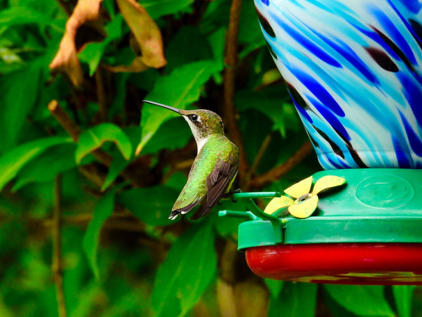 Colibrí con Garganta Rubí mira hacia atrás mientras está encaramado en un alimentador de aves de néctar - una serie - Foto, imagen