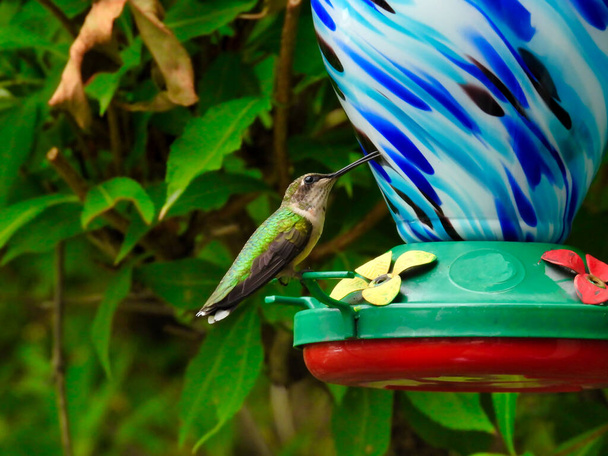 Colibri à gorge rubis Perché sur Nectar Bird Feeder Jeune mâle avec une plume rouge apparaissant sur la gorge levant les yeux avec un bec légèrement ouvert et des feuilles vertes derrière - Photo, image