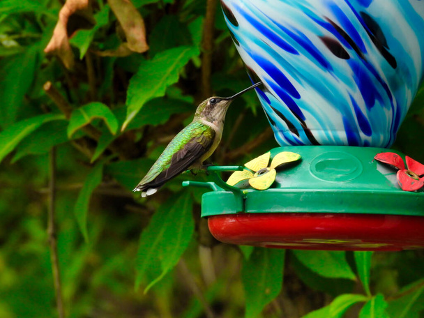 Colibrí Ruby-Gargado Encaramado en Néctar Alimentador de Pájaro Joven Masculino con Una Pluma Roja Mostrando a Través de la Garganta Mirando hacia Arriba con Pico Ligeramente Abierto y Verde Hojas Atrás - Foto, imagen